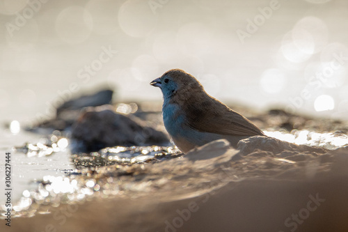 Black and white bird resting inBlue bird drinking water the Klaserie Nature Reserve, South Africa while on safari photo