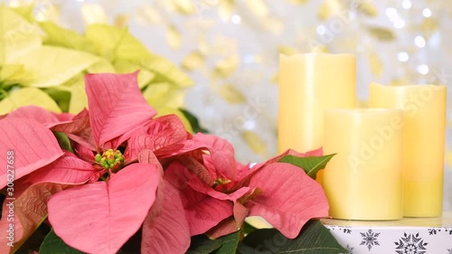 Close up of pink Christmas poinsettia with twinkling light bokeh in background and holiday message space