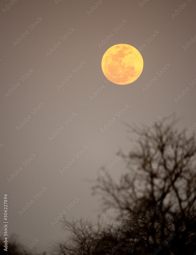 Full moon rising in the Klaserie Nature Reserve, South Africa during evening safari. Full moon rising in the Klaserie Nature Reserve, South Africa during evening safari.
