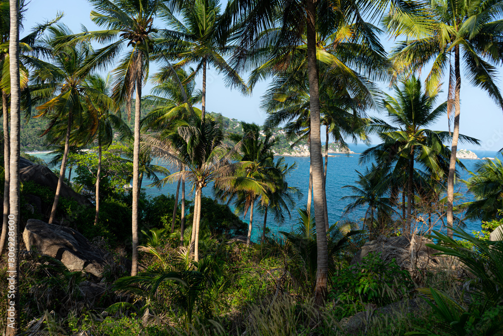 Obraz premium Palmen in karibischer Umgebung