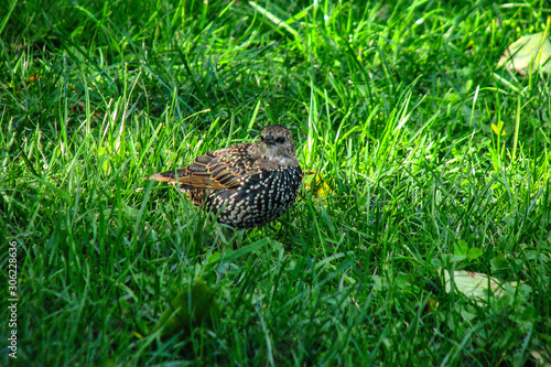 blackbird sits green grass close up