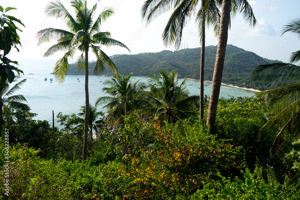 Palmen in karibischer Umgebung