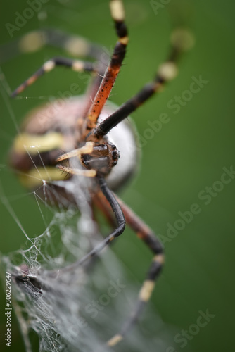 Large spider on a web with yellow stripes on long legs