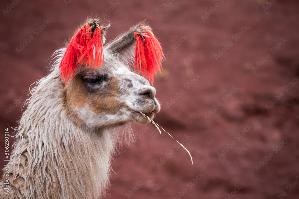 Llamas on the slopes of the mountains, Andes, Peru.
