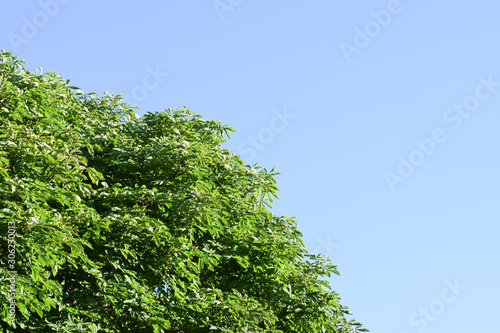 green tree and blue sky background