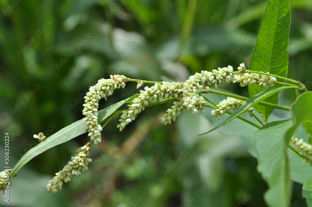 Naklejka premium Weed Persicaria lapathifolia grows in the open ground
