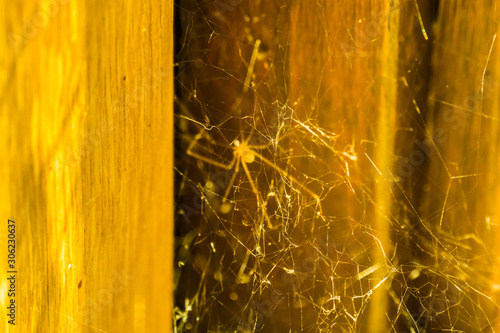 closeup of the web construction of a daddy long legs spiders, common spider found in homes photo