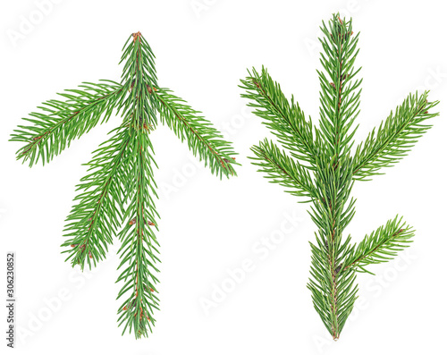 Christmas tree branches isolated on white background. Fir tree branches.