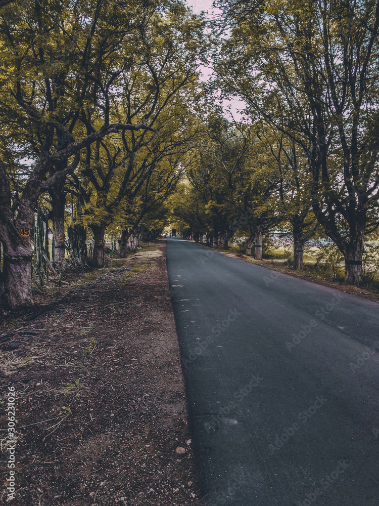 An entry Road surrounded with trees