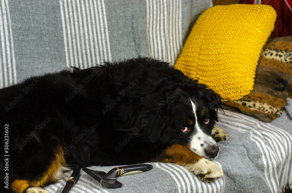 bernese mountain dog lying on a couch after comb out fur 