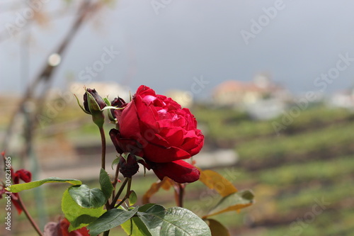 Rose in madeira 