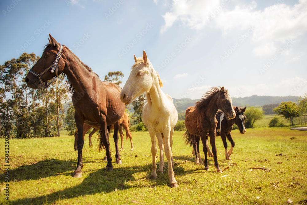 Fototapeta premium A family of four horses stands facing the camera. One of them is albino.