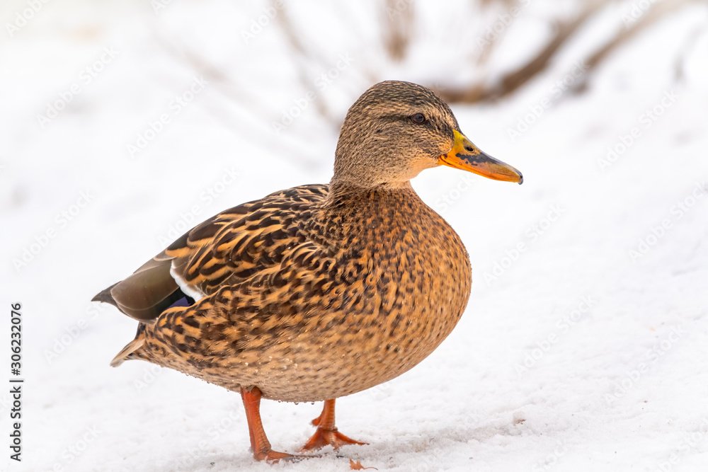 Female duck walks in the snow Female duck walks in the snow