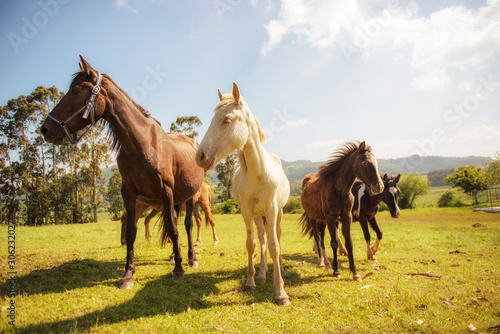 A family of four horses stands facing the camera. One of them is albino.