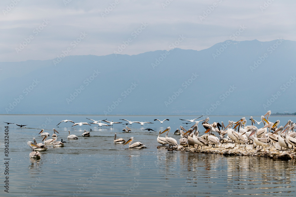 Birds in Lake Kerkini National Park