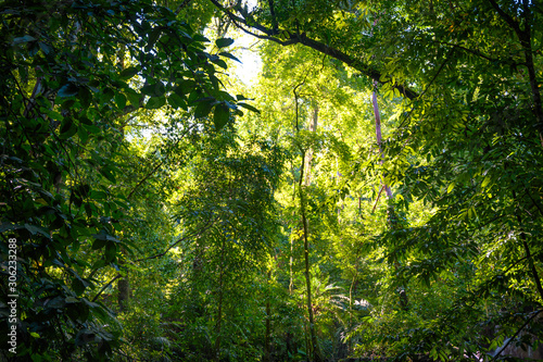 Jungle. Landscape in the middle of the rainforest with tall trees and sun rays
