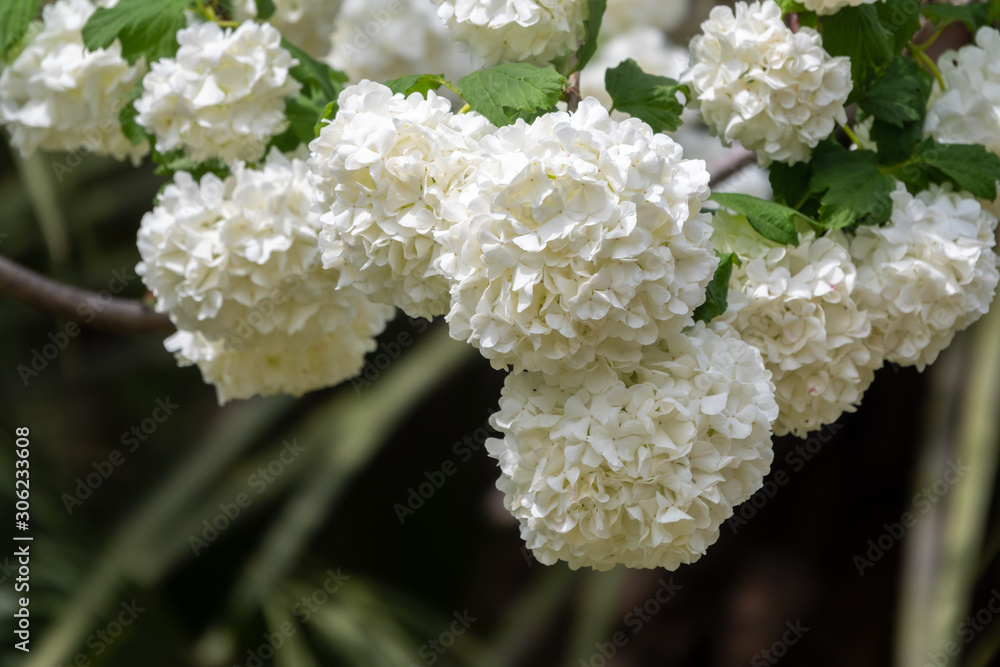 Lush white flowers of viburnum roseum. Lush white flowers of viburnum roseum.