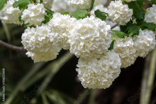 Lush white flowers of viburnum roseum.