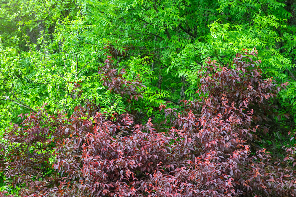 Green and dark red leaves on spring trees