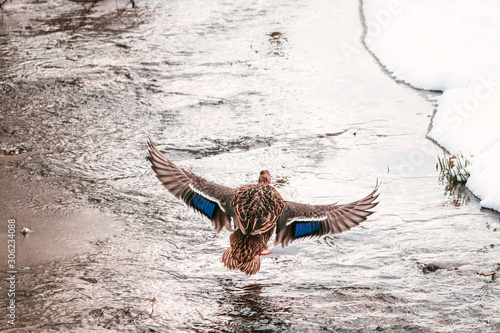 Flying female wild mallart duck, nature background. photo