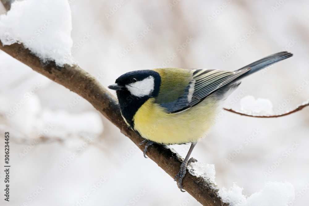Great tit parus major sitting on branch of bush. Cute common colorful park songbird. Bird in wildlife. Great tit parus major sitting on branch of bush. Cute common colorful park songbird. Bird in wildlife.
