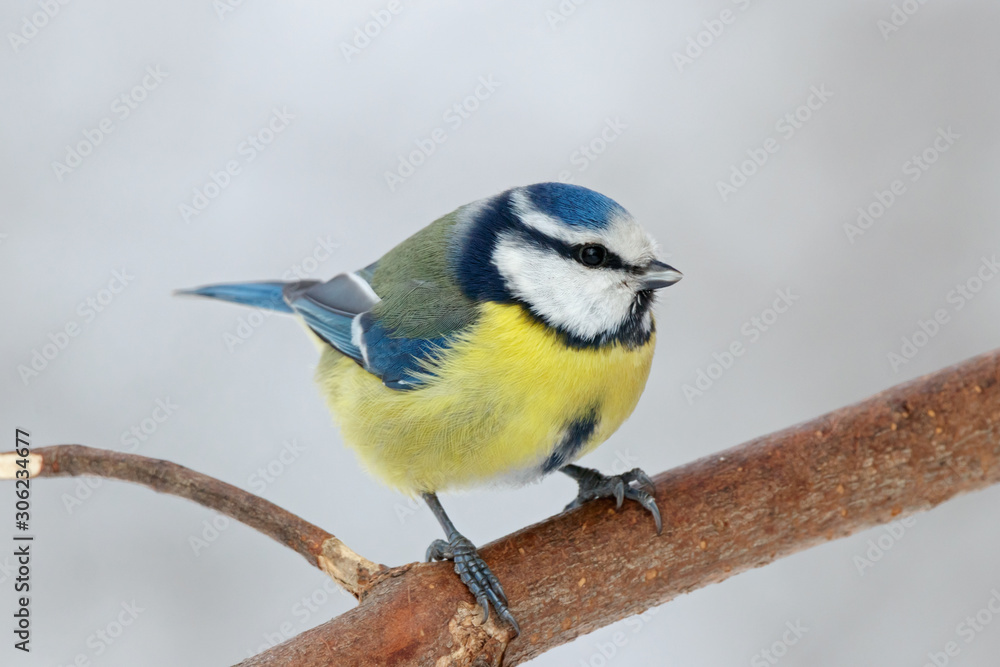 Blue tit cyanistes caeruleus sitting on branch of bush portrait. Cute bright common little yellow songbird in wildlife. Blue tit cyanistes caeruleus sitting on branch of bush portrait. Cute bright common little yellow songbird in wildlife.