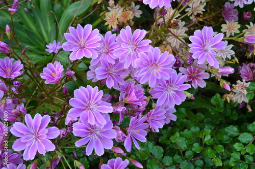 Lewisia Cotyledon flowers