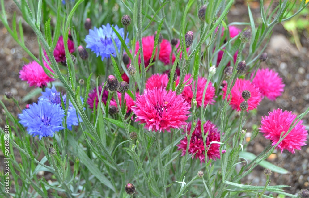 Obraz premium Pink and blue flowers in garden
