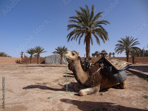 Kamel im Vordergrund mit Palme im Hintergrund