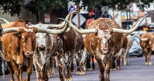 Fotografija Texas Longhorns at Fort Worth Stockyard Station