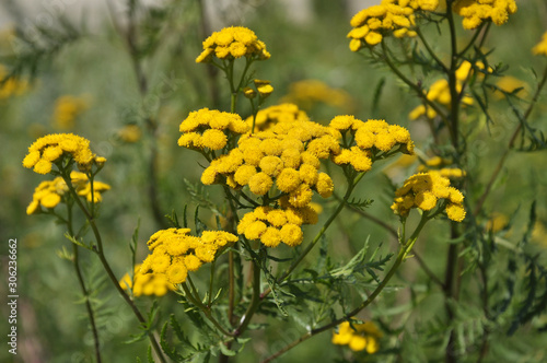 Tansy ordinary blooms in the wild