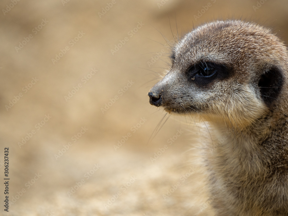 Fototapeta premium Portrait of a meerkat
