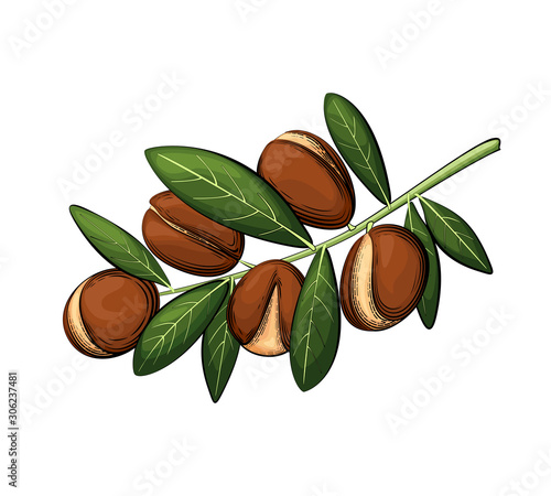 Argan branch vector illustration in color