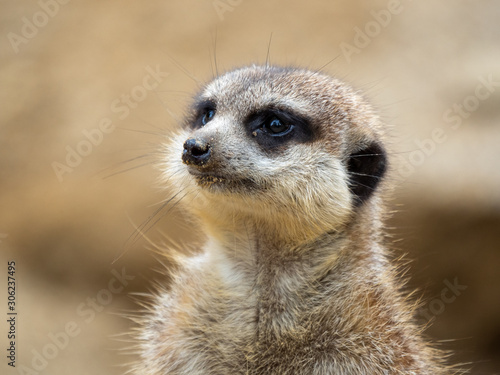 animal portrait, meerkat © Viacheslav