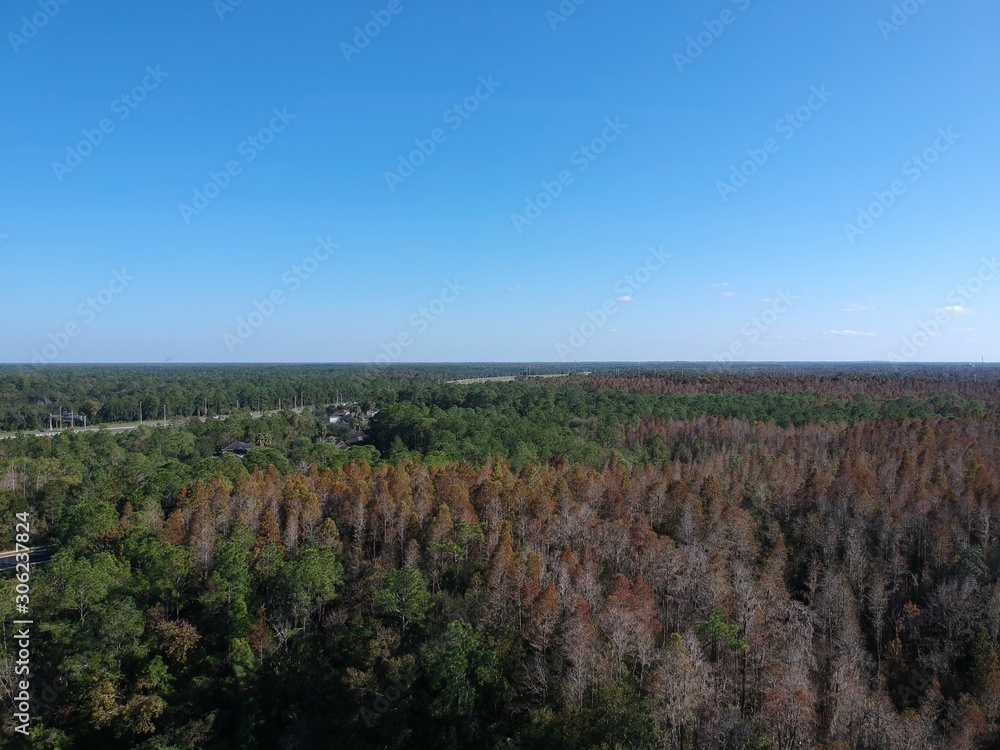 Aerial view of red leaf and winter tree in Florida Aerial view of red leaf and winter tree in Florida