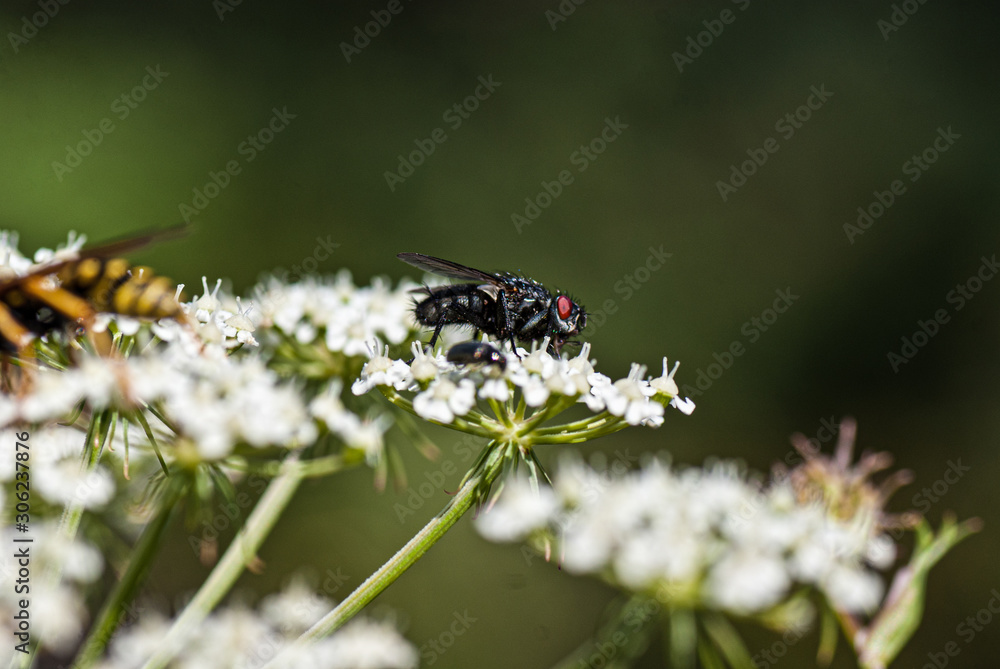Makroaufnahme einer Fliege auf weißer Blüte Makroaufnahme einer Fliege auf weißer Blüte