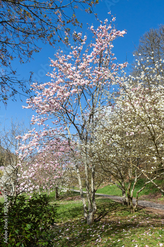 Magnolia trees with pink and white flowers in a park