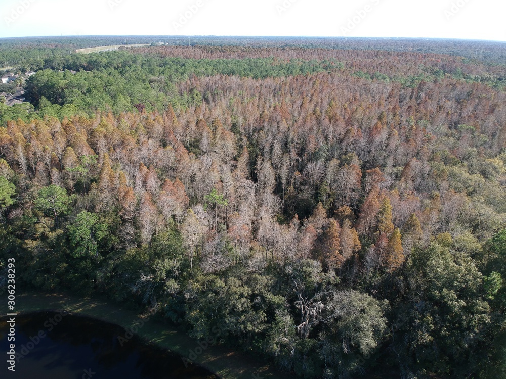 Aerial view of red leaf and winter tree in Florida Aerial view of red leaf and winter tree in Florida