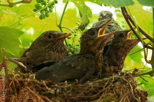 Blackbird nest with mother and chicks © Missdamgood