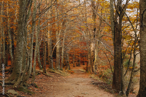 Autumn forest with a path in the middle and colourful leaves in the ground and in the trees 