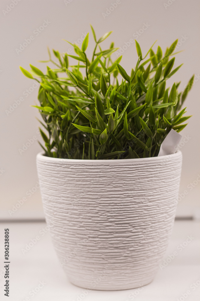 green plants beauty of nature green plants beauty of nature