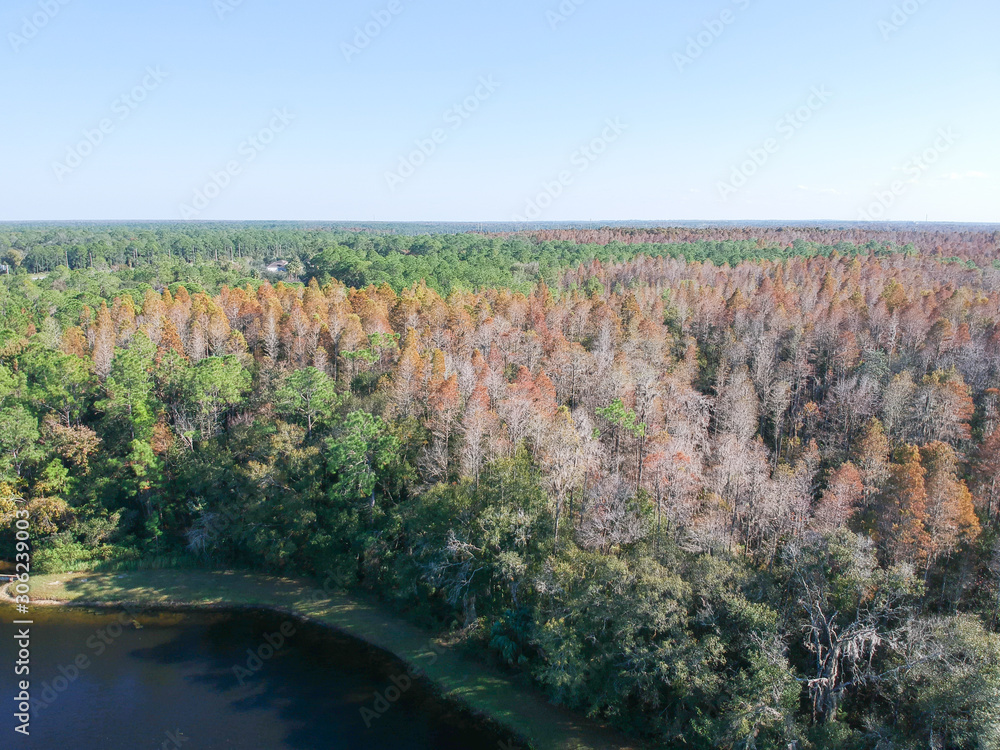 Aerial view of red leaf and winter tree in Florida Aerial view of red leaf and winter tree in Florida