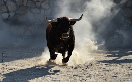 bull on spain