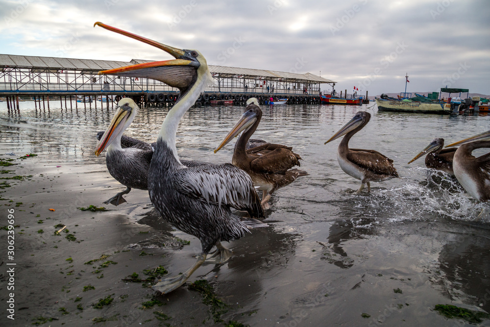 Group of pelicans in the port. Paracas, Peru.