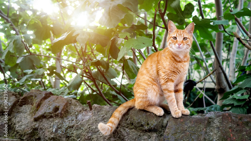 Fotografia, Obraz wild red cat sitting on a stone and looking into the camera, copyspace