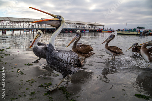 Obraz na płótnie Group of pelicans in the port. Paracas, Peru. w salonie