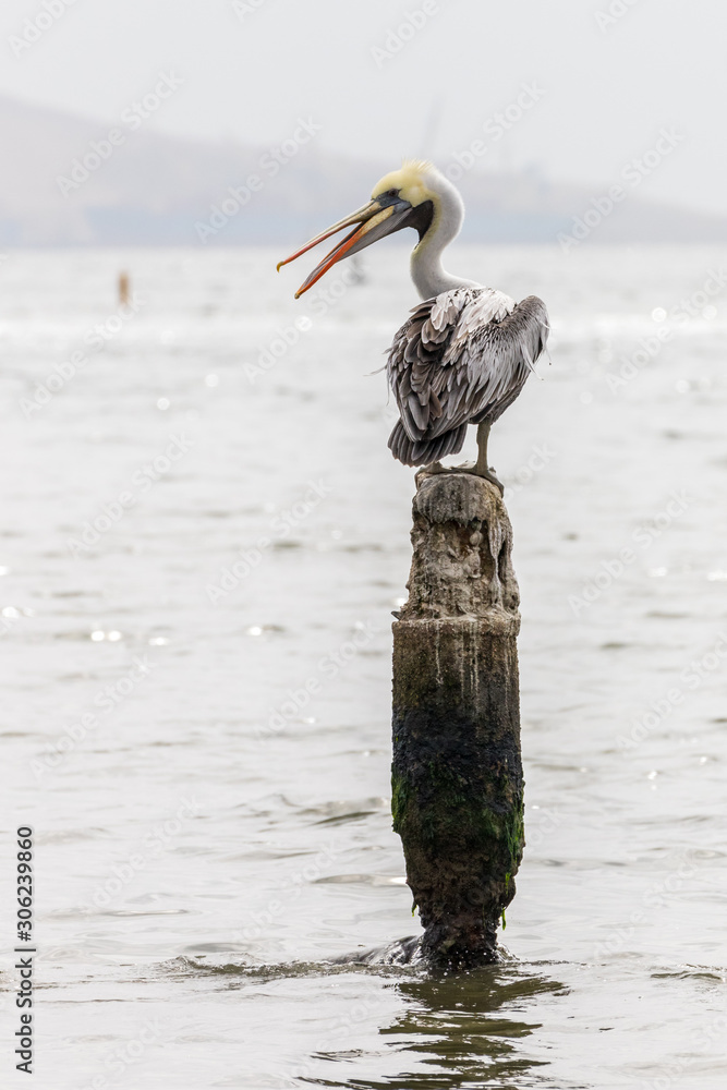 Pelican in the port Paracas, Peru.