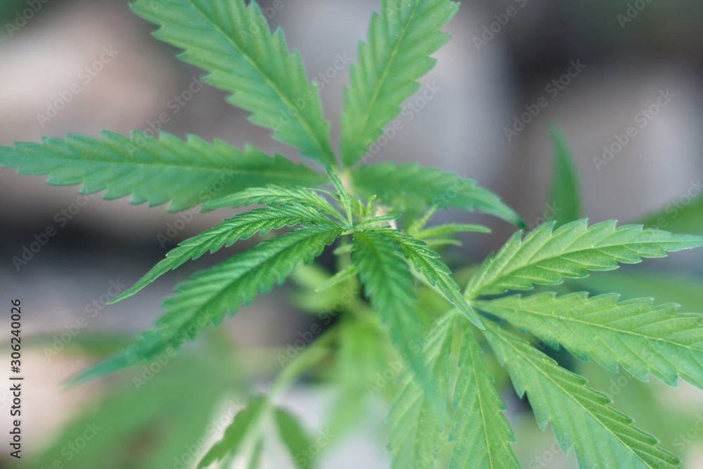 Cannabis Leaves on Marijuana Plant, Concept breeding of marijuana. Beautiful background of green cannabis flowers. A place for copy space Cannabis Leaves on Marijuana Plant, Concept breeding of marijuana. Beautiful background of green cannabis flowers. A place for copy space