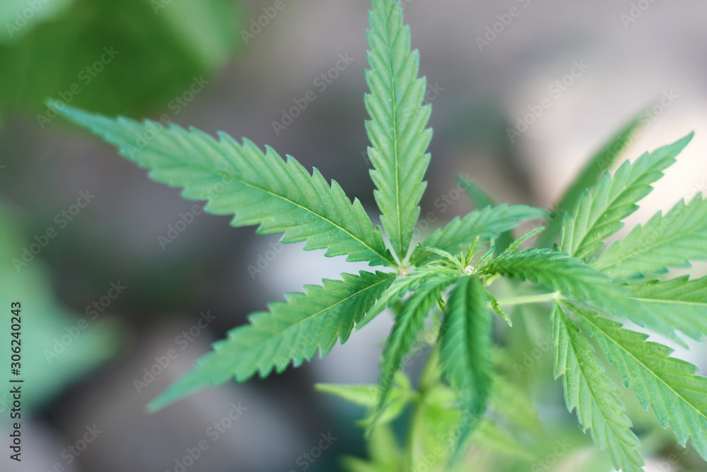 Cannabis Leaves on Marijuana Plant, Concept breeding of marijuana. Beautiful background of green cannabis flowers. A place for copy space Cannabis Leaves on Marijuana Plant, Concept breeding of marijuana. Beautiful background of green cannabis flowers. A place for copy space