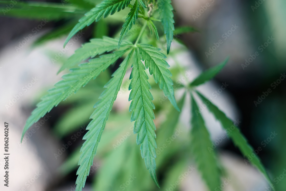 Cannabis Leaves on Marijuana Plant, Concept breeding of marijuana. Beautiful background of green cannabis flowers. A place for copy space Cannabis Leaves on Marijuana Plant, Concept breeding of marijuana. Beautiful background of green cannabis flowers. A place for copy space
